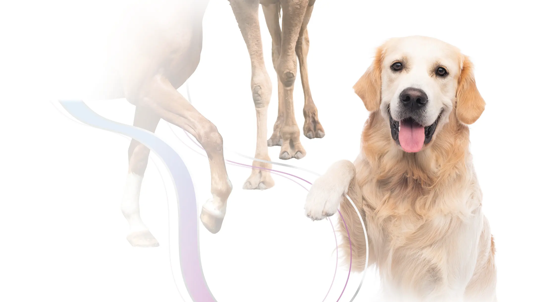 Ferakin Orthopaedics